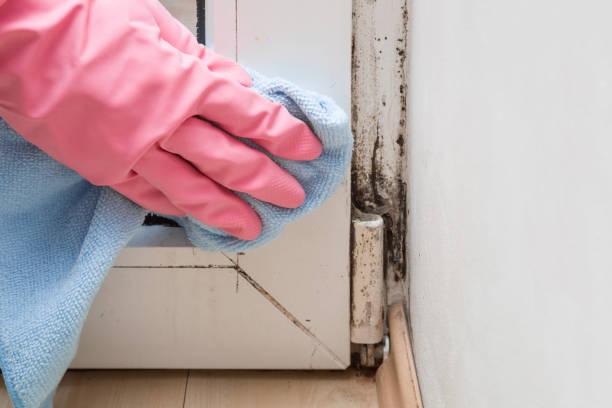 Best Crawl Space Mold Remediation in Gloversville, NY